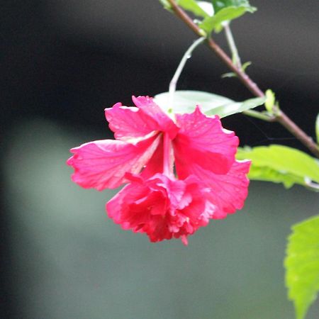 Siriniwasa Luxury Villa With Private Pool 인두루와 외부 사진